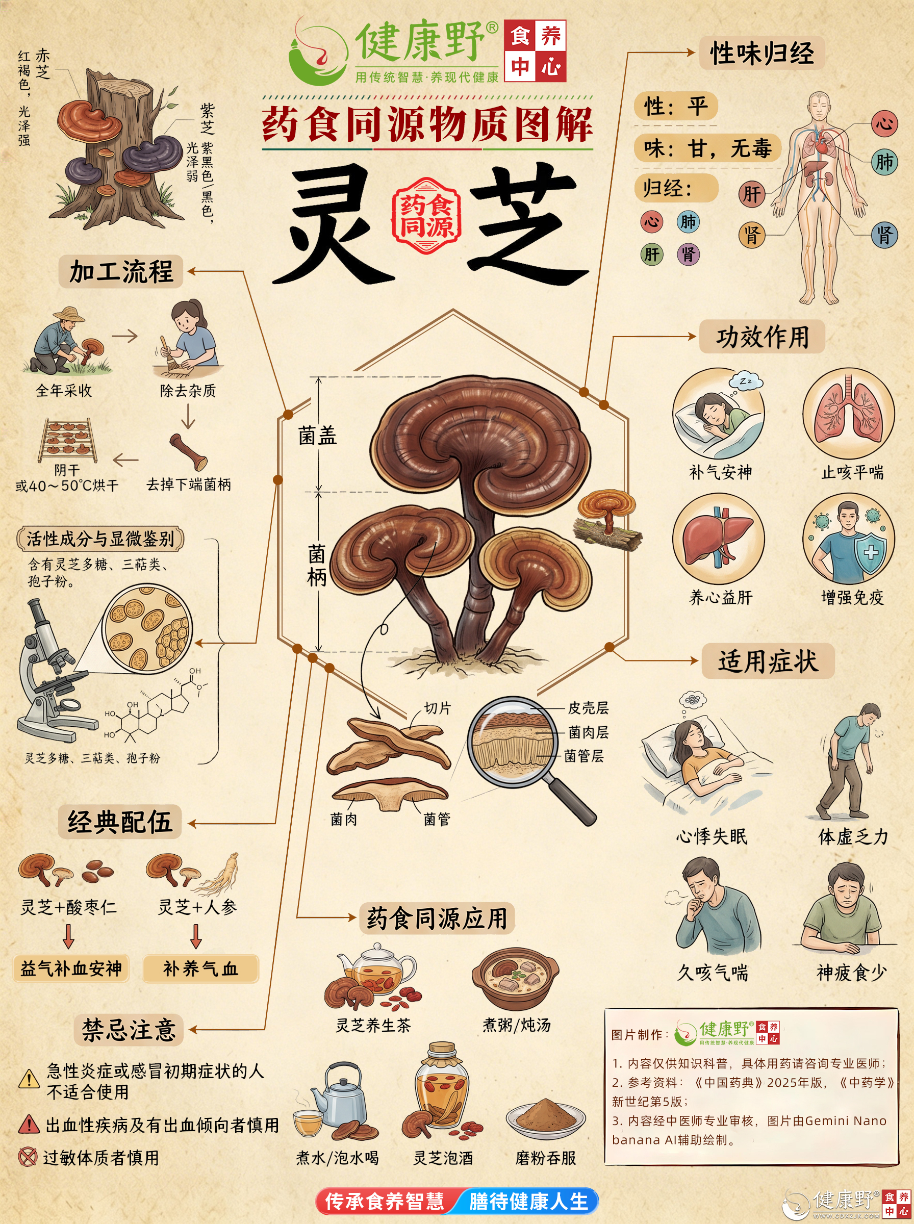 02灵芝.jpg