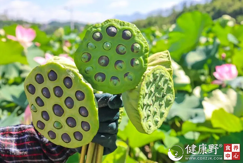 绿豆、苦瓜靠边站！这株植物全身是宝，祛湿、安神、养心、健脾…错过太可惜 ...